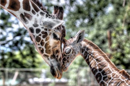 fapte interesante despre girafe