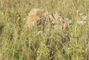 Leshy camuflaj (camuflaj manta) camuflaj diavolul