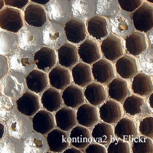 beneficii pieptene miere și Harms, proprietățile curative ale fagurelui