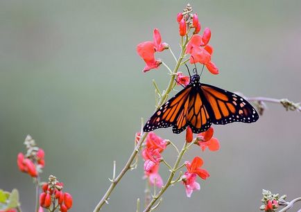 metamorfoza de omizi