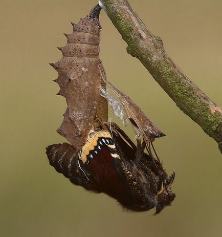 metamorfoza de omizi