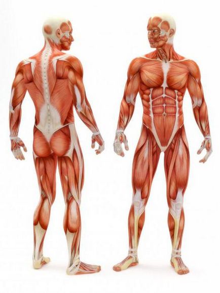 Muscle-sinergici exemple și descrierea
