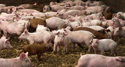 Fie că este posibilă utilizarea gunoiului de grajd ca îngrășământ de porc (utilizare) Este posibilă utilizarea gunoiului de grajd ca îngrășământ de porc