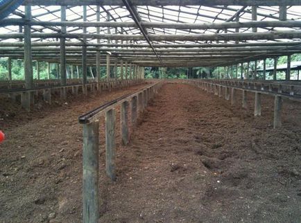 Fie că este posibilă utilizarea gunoiului de grajd ca îngrășământ de porc (utilizare) Este posibilă utilizarea gunoiului de grajd ca îngrășământ de porc