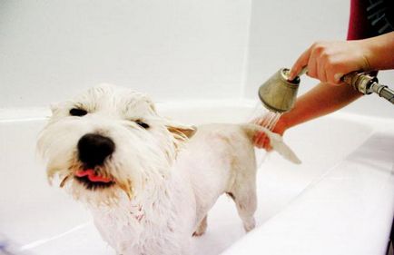 Pot spăla un câine sampon matreata uman