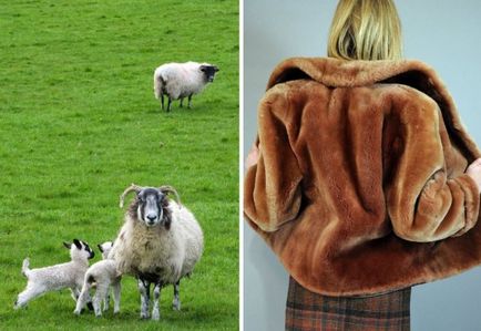 Mouton - o blană care, ce este, ce fel de îmbrăcăminte bestie si accesorii din Mouton