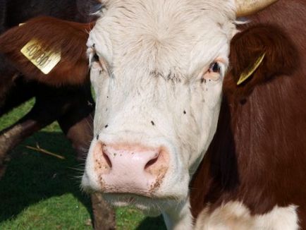 Carne de tauri și vaci de rasa fotografie, descriere, caracterizare