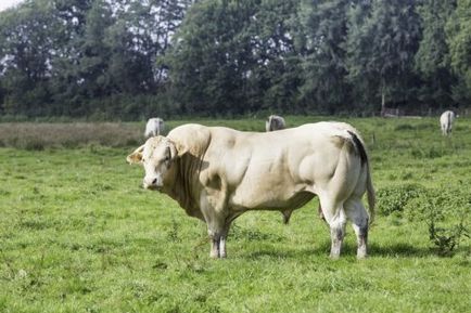 Carne de tauri și vaci de rasa fotografie, descriere, caracterizare