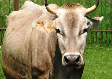 Carne vaci de rasa descriere și fotografii România