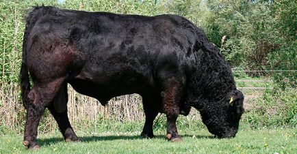 bovine rase de carne - Prezentare generală
