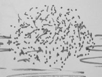 legume de tăiere (feliat) Carving de legume