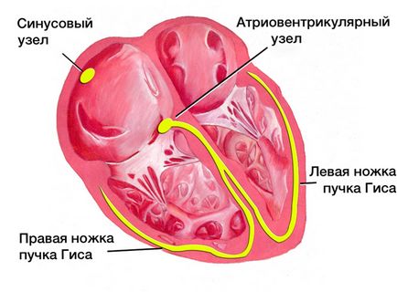 conductie cardiaca - cauzele simptomelor, metode de tratament