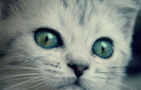 pisici C imagine de fundal pentru desktop-ul tau