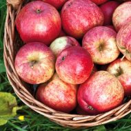 reguli și mijloace de selecție de primăvară de prelucrare de mere