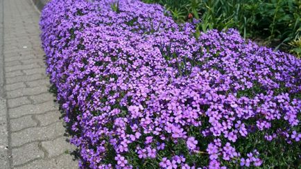 plantare Aubrieta și în creștere de semințe, de îngrijire, fotografie