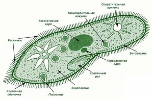 Caracteristici generale ale protozoare