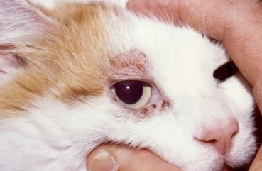 Privire de ansamblu asupra bolilor de piele la pisici, cu o fotografie și o descriere a tratamentului simptomelor