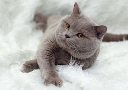 Privire de ansamblu asupra pisica rase Descriere British Shorthair, Kittens