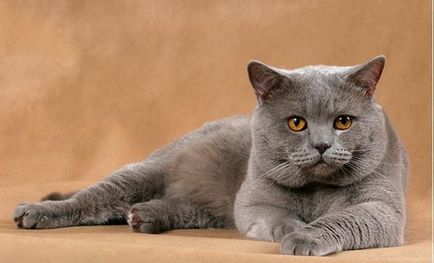 Privire de ansamblu asupra pisica rase Descriere British Shorthair, Kittens