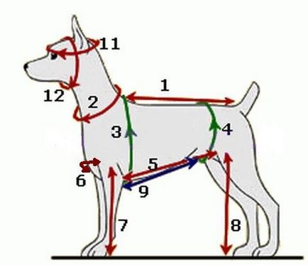 Imbracaminte pentru terrier de jucărie cu modele mâini și pas cu pas descrierea de cusut