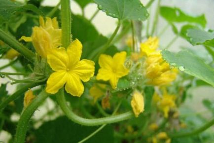 Castravetele Kibria descriere f1, avantaje, tehnologia de cultivare, îngrijire, semințe, comentarii, foto, video