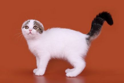 Culori pisicile Scottish Fold negru, ciocolata, rosu, alb, marmura, violet