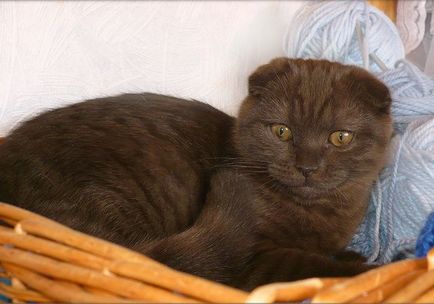 Culori pisicile Scottish Fold negru, ciocolata, rosu, alb, marmura, violet