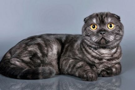 Culori pisicile Scottish Fold negru, ciocolata, rosu, alb, marmura, violet