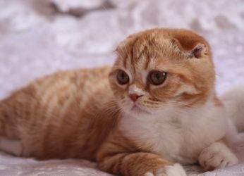 Culoare Scottish Fold pisici