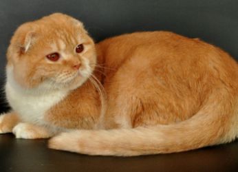 Culoare Scottish Fold pisici