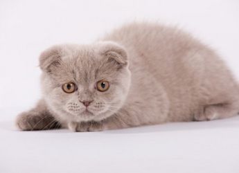 Culoare Scottish Fold pisici