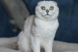 Culoare pisica Scottish Fold, cu tot felul de poze, rase de pisici