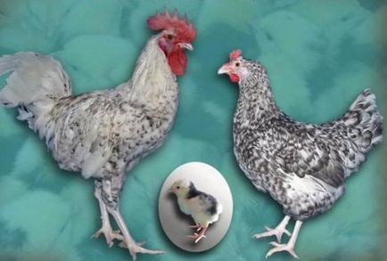 Descriere Pușkin producția de ouă de pui rasa, nutriție, reproducție
