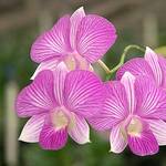 Dendrobium orhidee poate fi cel mai nepretențios în îngrijire la domiciliu, citiți sfaturi și trucuri
