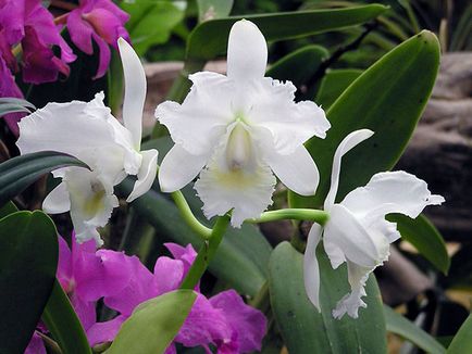 Dendrobium orhidee - ingrijire la propagare acasă Dendrobium și transplantare, după dendrobium