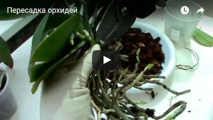 Dendrobium orhidee - ingrijire la propagare acasă Dendrobium și transplantare, după dendrobium
