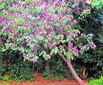copac Orchid (Bauhinia) în creștere din semințe de la domiciliu