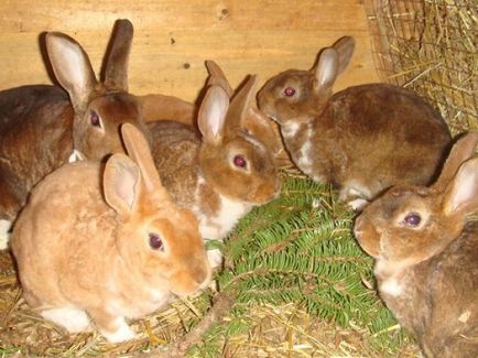 Conținutul de bază reguli iepuri, menținerea sănătății, hrănire