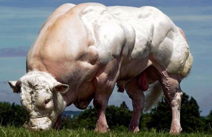 Caracteristici vacă albastru belgian și demnitatea ei (vaca) Caracteristici vacă albastru belgian și demnitatea ei