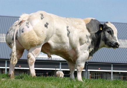 Caracteristici vacă albastru belgian și demnitatea ei