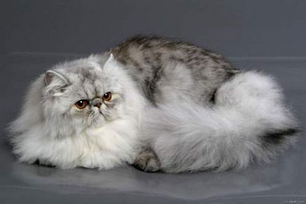 Caracteristici de caractere de pisici persane