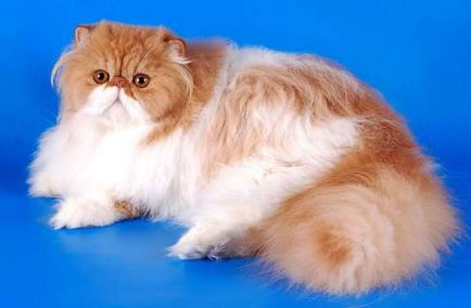 Caracteristici de caractere de pisici persane
