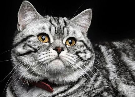 Diferențele de pisici britanice și pisoi aspect scoțian, caractere și alte
