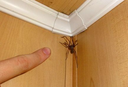 Păianjenii în apartament cât de periculos și cum să scape