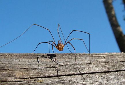 Păianjenii în apartament cât de periculos și cum să scape