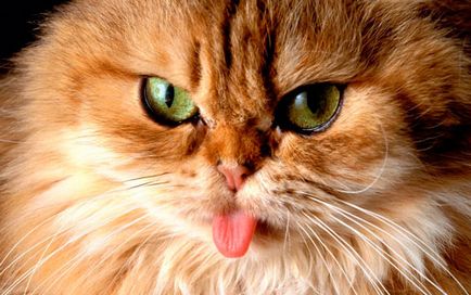 Istoria pisici persane de aspect, comportamente si ingrijire