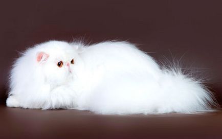 Istoria pisici persane de aspect, comportamente si ingrijire