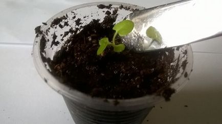 Petunia - picaj și să crească răsaduri