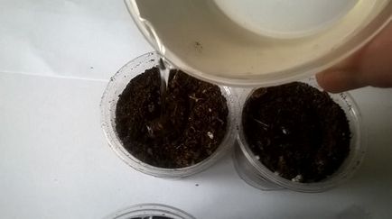 Petunia - picaj și să crească răsaduri