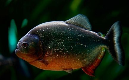 Piranha (50 poze) fapte interesante care dinții krasnobryuhoy peștii trăiesc în Amazon, descriere, video